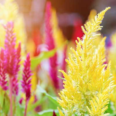Save your own celosia seed for fun and better flowers