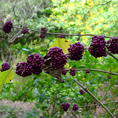 Callicarpa bears purple berries in fall
