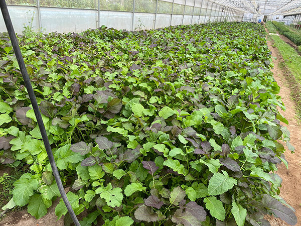 improving-soil-quality-and-treating-root-pathogens