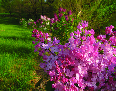 bed of lilacs