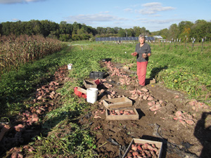 sweet potatoes