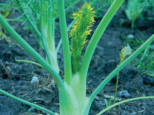 Growing Fennel Bulb Herb Pollen Many People Grow Fennel As The Herb For Leaves And Seeds Salads Soups Fish Dishes Teas Are Also Used In Desserts Breads