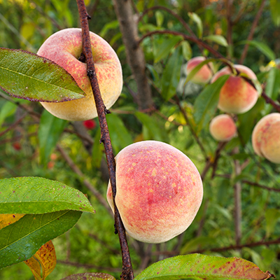 Peach trees bear flowers more readily than fruit