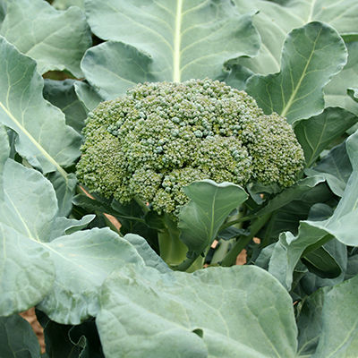 Fall is the best time for brassicas
