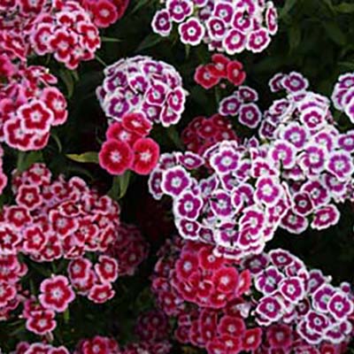 New Dianthus cut flowers can be grown year-round