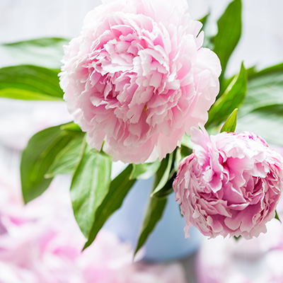 Peonies: Supply, demand and prices