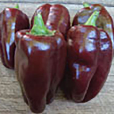 Pepper primer: Everything you need  to know to succeed with sweet peppers