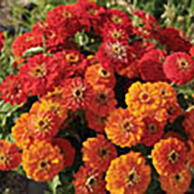 Make zinnias one of your most profitable crops