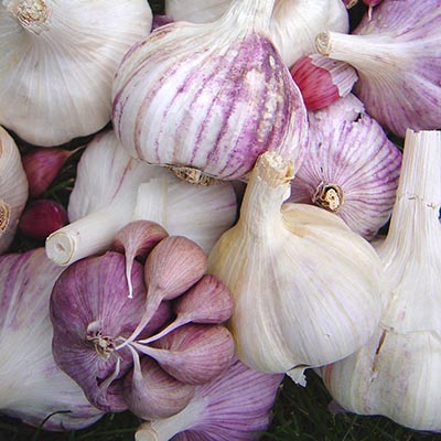 The scientific truth about garlic varieties