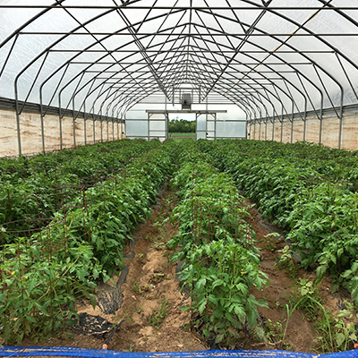Advice from growers on what kind of hoophouse to buy