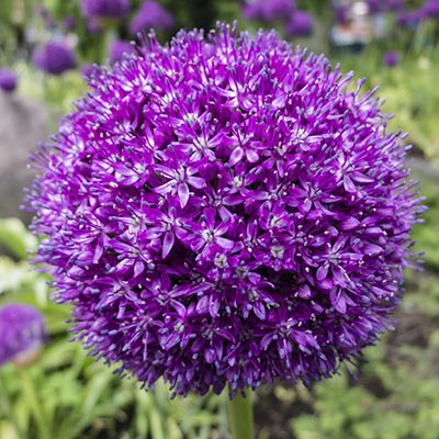 Plant bulbs now for bountiful spring bouquets
