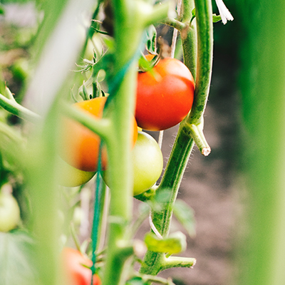 New strategies for great-tasting tomatoes