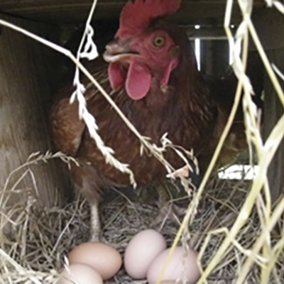 The economics of eggs on a veggie farm