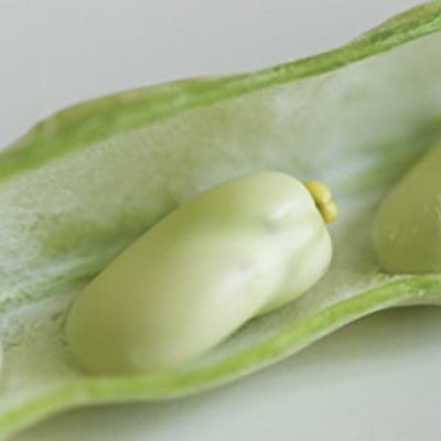 Favas: the bean for cool weather