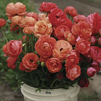Ranunculus: A cheerful crop to plant  in the hoophouse now for spring bloom