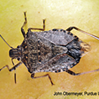 New, devastating stink bug is spreading across the U.S.