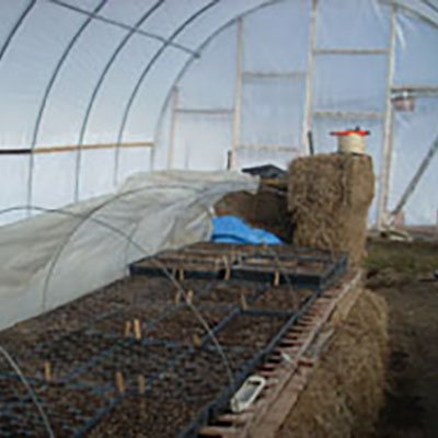 Old-fashioned hotbed provides free heat for germinating