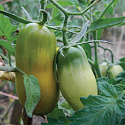 Tips for tomato growers
