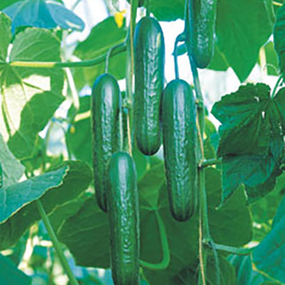 The best cukes for hoophouses