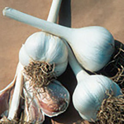 Get ready for garlic planting