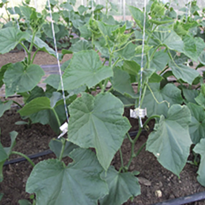 Qliprs for hoophouse tomatoes, cukes