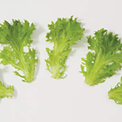 New head lettuces are designed for salad mix
