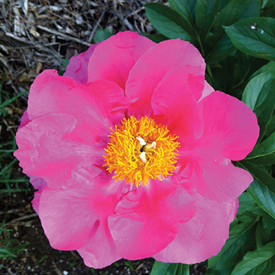 Peony care in fall pays off in spring
