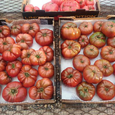 Watering & fertilizing hoophouse tomatoes