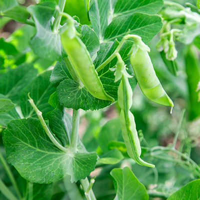 Austrian winter peas: last-chance cover crop
