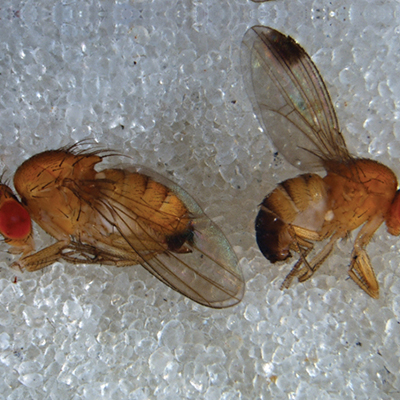 Organic management of spotted wing drosophila