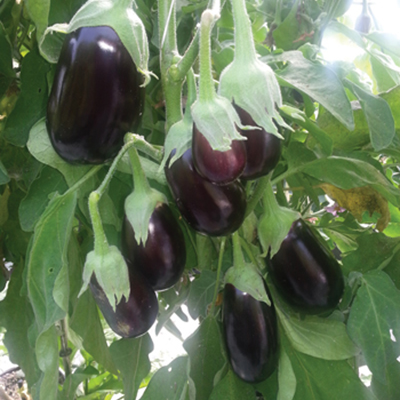 Eggplant can be a profitable crop for the hoophouse or greenhouse