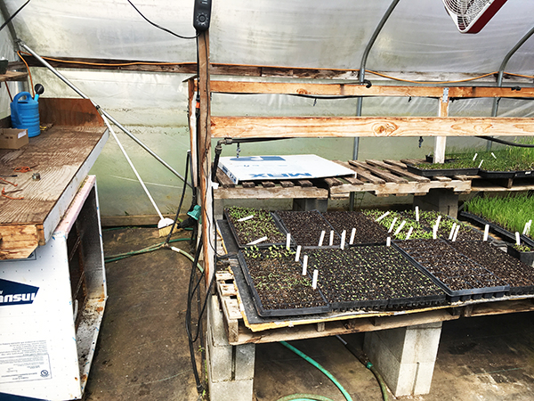 lowcost-germination-chamber-built-almost-no-tools