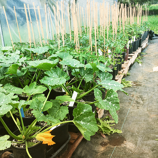 Courgette Plug Plants Grow Your Own from Our Premium Quality Plants 12 