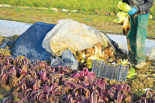 learning-about-forcing-chicories-italy