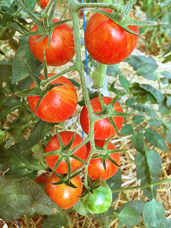 onfarm-tomato-breeding-making-crosses-and-managing