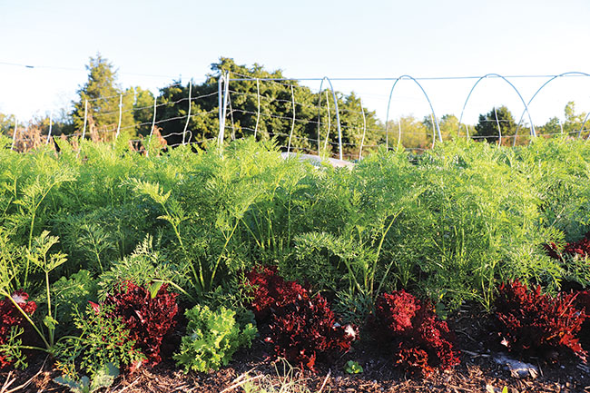interplanting-make-the-most-your-growing-space