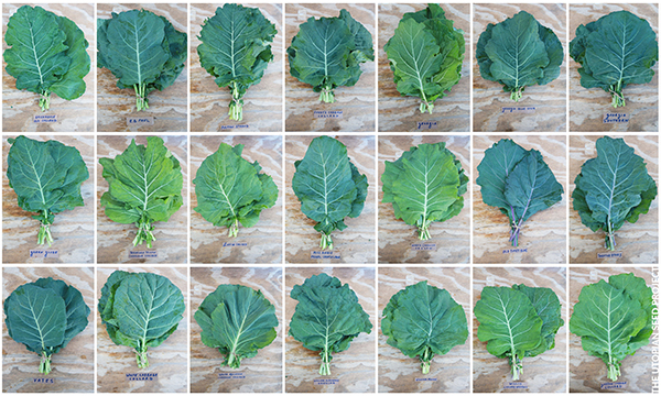 collards-the-new-kale