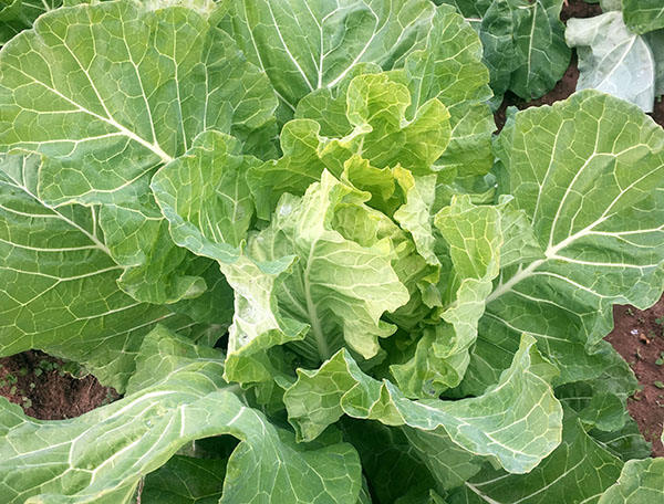 collards-the-new-kale