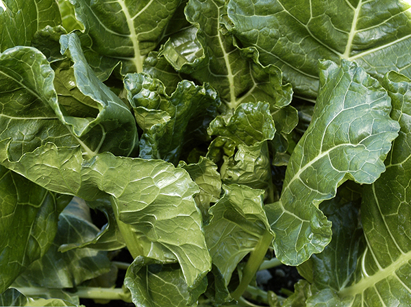 collards-the-new-kale