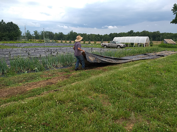 efficient-lowstress-techniques-handling-silage-tarps