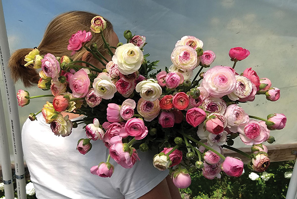 early-season-income-ranunculus-and-anemones-part-ii