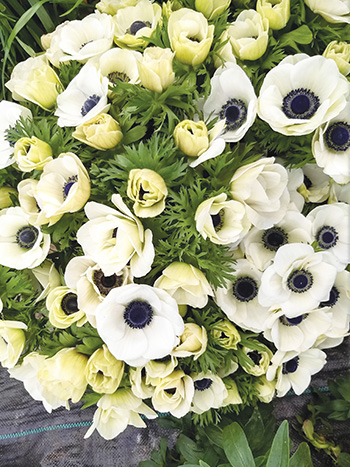 early-season-income-ranunculus-and-anemones