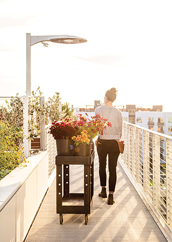 rooftop-farming-the-rise