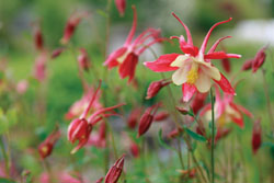 Aquilegia