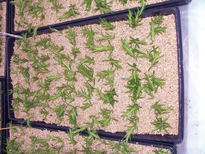 Fresh-cut-herbs-for-wholesale-markets