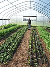 Greenhouse