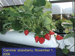 strawberries