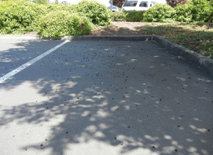 Dead Bumblebees