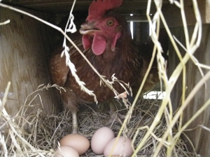 Eggs