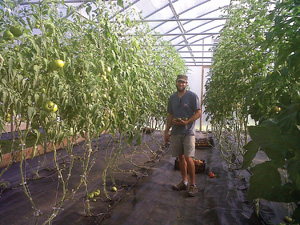 tomatoes